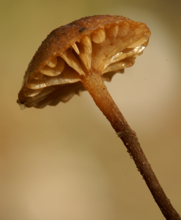 Laccaria laccata